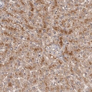 Anti-STRADB antibody produced in rabbit Prestige Antibodies&#174; Powered by Atlas Antibodies, affinity isolated antibody, buffered aqueous glycerol solution