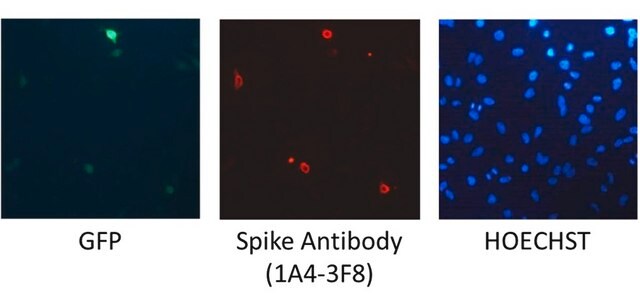 Anti-SARS-CoV-2 Spike RBD Antibody, clone 1A4-3F8