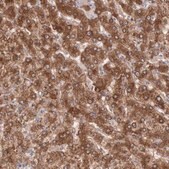 Anti-MTHFD1 antibody produced in rabbit Ab1, Prestige Antibodies&#174; Powered by Atlas Antibodies, affinity isolated antibody, buffered aqueous glycerol solution