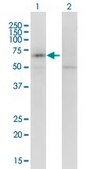Monoclonal Anti-KCNQ5 antibody produced in mouse clone 2E2, purified immunoglobulin, buffered aqueous solution
