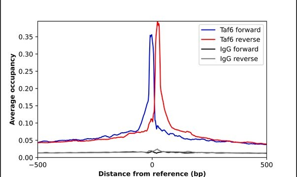 Anti-TAF6 antibody produced in rabbit Prestige Antibodies&#174; Powered by Atlas Antibodies, affinity isolated antibody, buffered aqueous glycerol solution