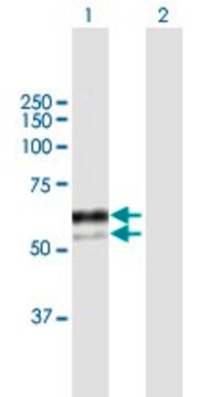 Anti-SNX8 antibody produced in mouse purified immunoglobulin, buffered aqueous solution