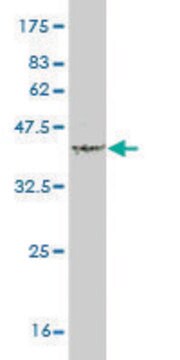 Monoclonal Anti-TNFSF18 antibody produced in mouse clone 6F7, purified immunoglobulin, buffered aqueous solution