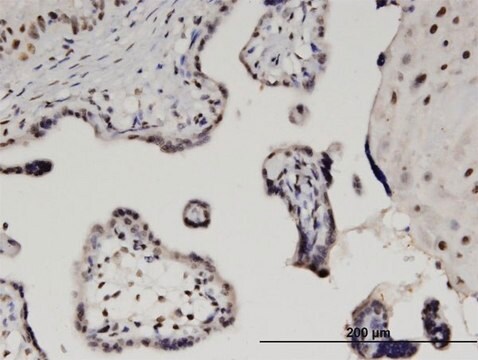 Monoclonal Anti-SUMO2 antibody produced in mouse clone 2H8, purified immunoglobulin, buffered aqueous solution