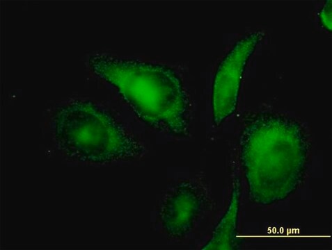 Monoclonal Anti-NIFUN antibody produced in mouse clone 3B8-1C4, purified immunoglobulin, buffered aqueous solution