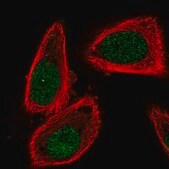 Anti-CUL2 antibody produced in rabbit Prestige Antibodies&#174; Powered by Atlas Antibodies, affinity isolated antibody, buffered aqueous glycerol solution