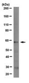 Anti- GABAA Antibody &#947;2 Subunit, clone KC4-8A7 clone KC4-8A7, from mouse