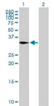 Anti-CAPZA2 antibody produced in mouse purified immunoglobulin, buffered aqueous solution