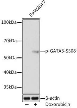 Anti-Phospho-GATA3-S308 antibody produced in rabbit