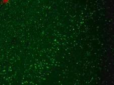 Monoclonal Anti-HCN4 antibody produced in mouse clone S114-10, 1&#160;mg/mL, purified immunoglobulin