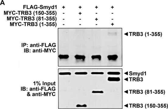 Anti-TRB-3 (N-terminal) antibody produced in rabbit affinity isolated antibody, buffered aqueous solution