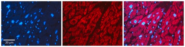 Anti-PPIB antibody produced in rabbit affinity isolated antibody