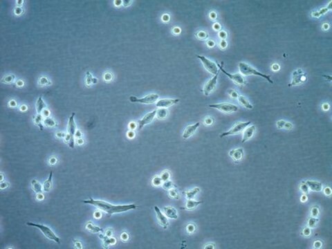 IMG Mouse Microglial Cell Line IMG microglial cells recapitulate key features of microglial cell activation and may be used to study neuroinflammatory responses underlying Alzheimer&#8242;s disease.