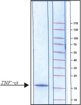 Tumor Necrosis Factor-&#945; from rat TNF-&#945;, recombinant, expressed in E. coli, powder, suitable for cell culture