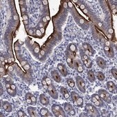 Anti-SLC1A1 antibody produced in rabbit Prestige Antibodies&#174; Powered by Atlas Antibodies, affinity isolated antibody, buffered aqueous glycerol solution