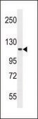 ANTI-FUSSEL18 (C-TERM) antibody produced in rabbit IgG fraction of antiserum, buffered aqueous solution