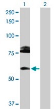 Anti-CREB3L1 antibody produced in rabbit purified immunoglobulin, buffered aqueous solution