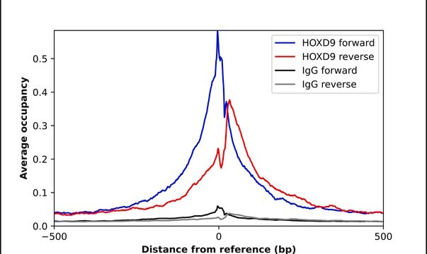 Anti-HOXD9 antibody produced in rabbit Prestige Antibodies&#174; Powered by Atlas Antibodies, affinity isolated antibody