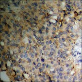 Anti-phospho-Pin1 (pSer16) antibody produced in rabbit affinity isolated antibody