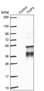 Anti-TNIP3 antibody produced in rabbit Prestige Antibodies&#174; Powered by Atlas Antibodies, affinity isolated antibody, buffered aqueous glycerol solution