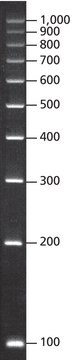 DirectLoad&#8482; PCR 100 bp Low Ladder ready-to-use marker for DNA electrophoresis