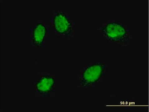 Monoclonal Anti-MAPK6 antibody produced in mouse clone 1G6, purified immunoglobulin, buffered aqueous solution