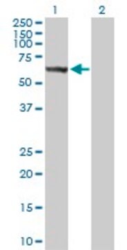 Anti-STK33 antibody produced in rabbit purified immunoglobulin, buffered aqueous solution