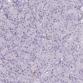 Anti-F2 antibody produced in rabbit Prestige Antibodies&#174; Powered by Atlas Antibodies, affinity isolated antibody, buffered aqueous glycerol solution