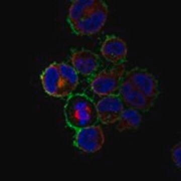 Anti-TNFRSF8 antibody produced in rabbit Prestige Antibodies&#174; Powered by Atlas Antibodies, affinity isolated antibody, buffered aqueous glycerol solution