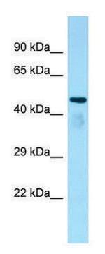 Anti-Atat1 antibody produced in rabbit affinity isolated antibody