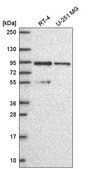 Anti-PIK3R2 antibody produced in rabbit Prestige Antibodies&#174; Powered by Atlas Antibodies, affinity isolated antibody