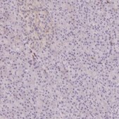 Anti-CD80 antibody produced in rabbit Prestige Antibodies&#174; Powered by Atlas Antibodies, affinity isolated antibody, buffered aqueous glycerol solution