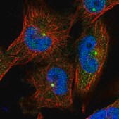 Anti-C2orf74 antibody produced in rabbit Prestige Antibodies&#174; Powered by Atlas Antibodies, affinity isolated antibody, buffered aqueous glycerol solution