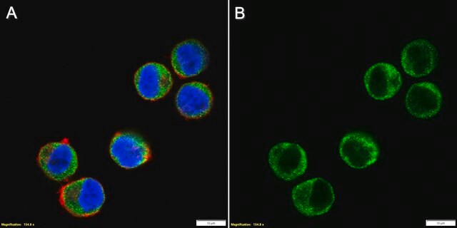 Anti-ICOS/CD278 Antibody, clone 1D20 ZooMAb&#174; Rabbit Monoclonal recombinant, expressed in HEK 293 cells