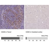 Anti-CD40 antibody produced in rabbit Prestige Antibodies&#174; Powered by Atlas Antibodies, affinity isolated antibody, buffered aqueous glycerol solution