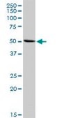 Anti-INHBA antibody produced in rabbit purified immunoglobulin, buffered aqueous solution