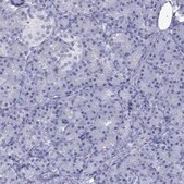 Anti-ATP4A antibody produced in rabbit Prestige Antibodies&#174; Powered by Atlas Antibodies, affinity isolated antibody, buffered aqueous glycerol solution