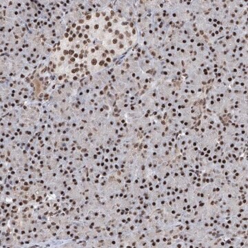 Anti-FBXL4 antibody produced in rabbit Prestige Antibodies&#174; Powered by Atlas Antibodies, affinity isolated antibody, buffered aqueous glycerol solution