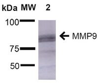 Monoclonal Anti-Mmp9 - Fitc antibody produced in mouse clone S51-82, purified immunoglobulin
