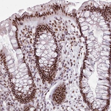 Anti-SRRM1 antibody produced in rabbit Prestige Antibodies&#174; Powered by Atlas Antibodies, affinity isolated antibody, buffered aqueous glycerol solution