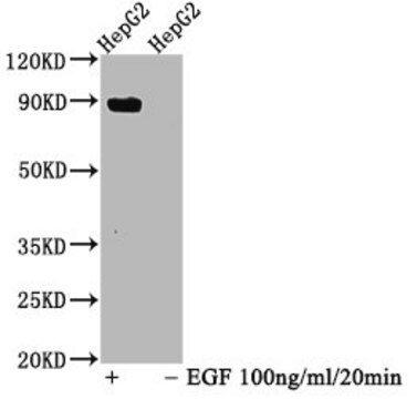 Anti-phospho-STAT5A (Y694) antibody, clone 3F1, Rabbit Monoclonal recombinant, expressed in HEK293F cells