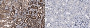 Anti-Vinculin Antibody, clone 7F9 ZooMAb&#174; Mouse Monoclonal recombinant, expressed in HEK 293 cells