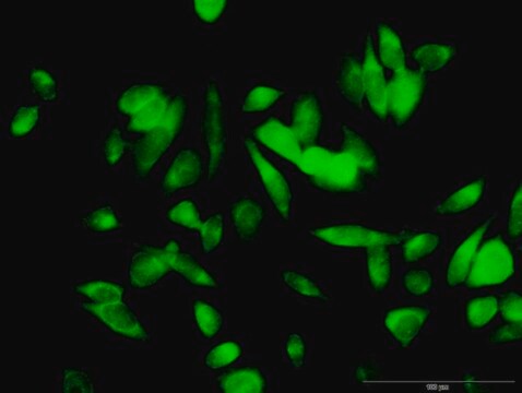 Anti-ME1 antibody produced in rabbit purified immunoglobulin, buffered aqueous solution