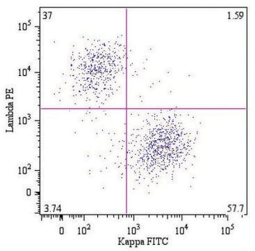 Monoclonal Anti-Kappa light chains-FITC antibody produced in mouse clone A8B5, purified immunoglobulin, buffered aqueous solution