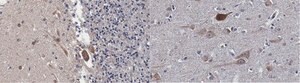 Anti-Serotonin Receptor 1B Antibody, clone 1C2.1 clone 1C2.1, from mouse