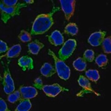Anti-RCSD1 antibody produced in rabbit Prestige Antibodies&#174; Powered by Atlas Antibodies, affinity isolated antibody, buffered aqueous glycerol solution