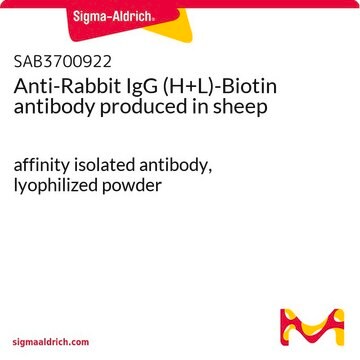 Anti-Rabbit IgG (H+L)-Biotin antibody produced in sheep affinity isolated antibody, lyophilized powder