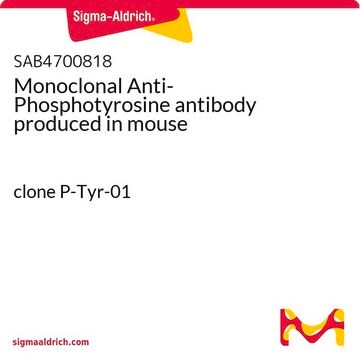 Monoclonal Anti-Phosphotyrosine antibody produced in mouse clone P-Tyr-01