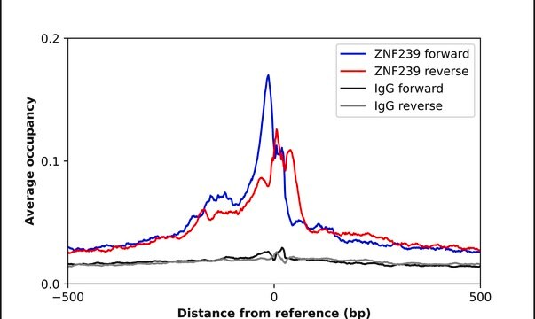 Anti-ZNF239 antibody produced in rabbit Prestige Antibodies&#174; Powered by Atlas Antibodies, affinity isolated antibody, buffered aqueous glycerol solution