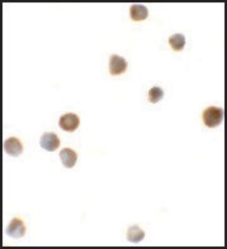 Anti-ZBTB6 antibody produced in rabbit affinity isolated antibody, buffered aqueous solution
